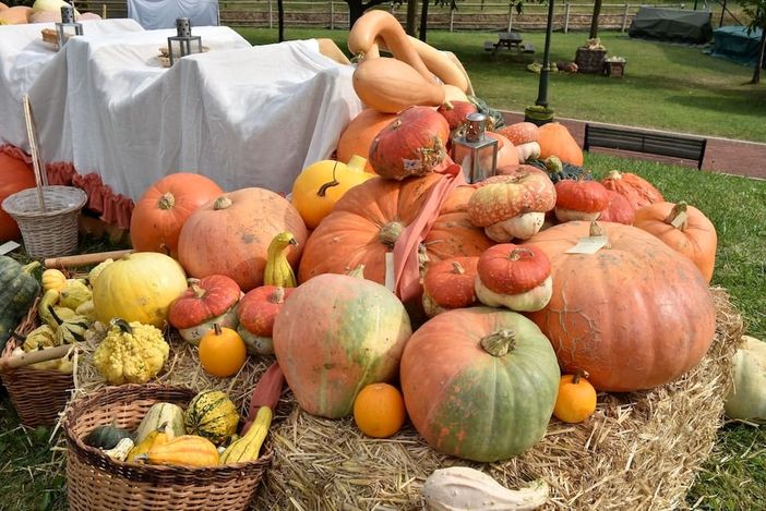 CHE FARE NEL WEEKEND. Ottobre inizia con la sagra Birrtellina, quella della zucca, nuovi libri e tanti spettacoli