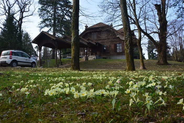 Fioritura delle primule al parco di Villa Baragiola a Varese (foto Paolo Valisa - CGP) Fioritura delle primule al parco di Villa Baragiola a Varese (foto Paolo Valisa - CGP)