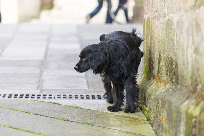 Commercianti ed esercenti infuriati con i proprietari di cani: «Stufi di pulire la pipì»