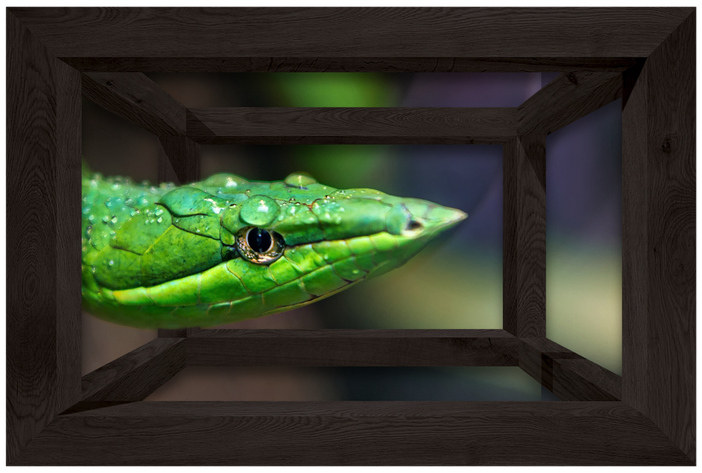 GLI APPUNTAMENTI DEL FINE SETTIMANA. Weekend a tu per tu con i serpenti GLI APPUNTAMENTI DEL FINE SETTIMANA. Weekend a tu per tu con i serpenti