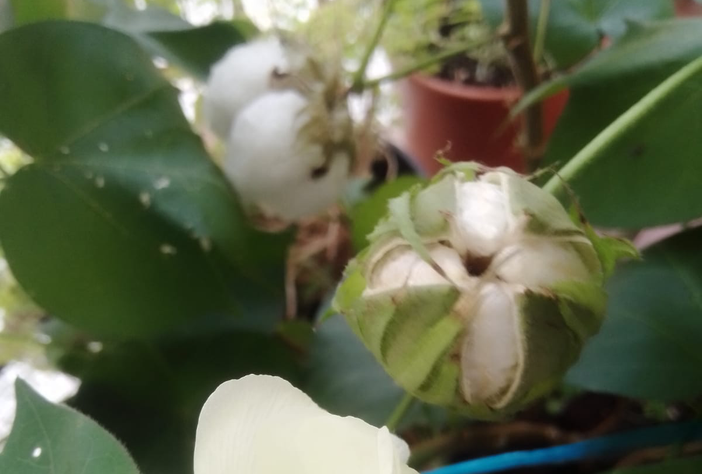 Il cotone fiorito a casa Tovaglieri