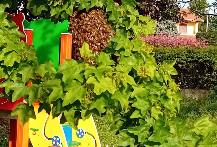 Api, trasferito lo sciame di via Maestri del lavoro a Olgiate