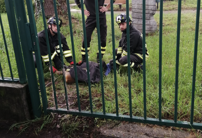 Capriolo incastrato nella recinzione al parco. Lo liberano i vigili del fuoco