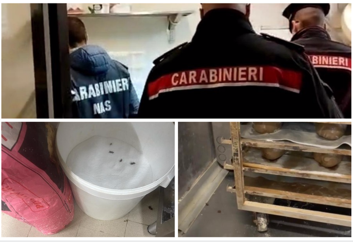 Lago Maggiore, panificio invaso da colonie di blatte: i Nas fanno scattare i sigilli