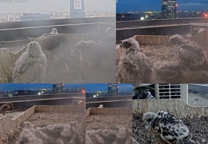 I pulli in alcuni momenti della giornata I pulli in alcuni momenti della giornata