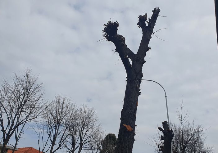Potature, a Busto c’è anche chi ricorre al fai da te