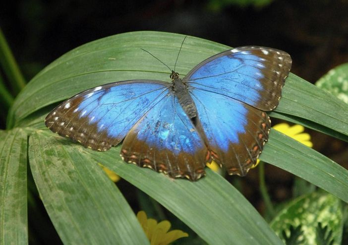 Negli Usa ci sono sempre meno farfalle: il 22% è "sparito" in 20 anni Negli Usa ci sono sempre meno farfalle: il 22% è "sparito" in 20 anni