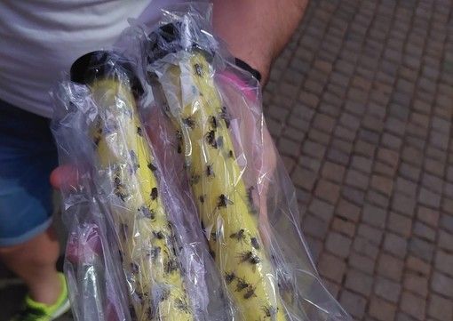 Trappole per mosche Trappole per mosche