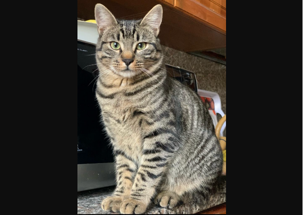 Appello di una famiglia di Busto: «Aiutateci a ritrovare Coco»