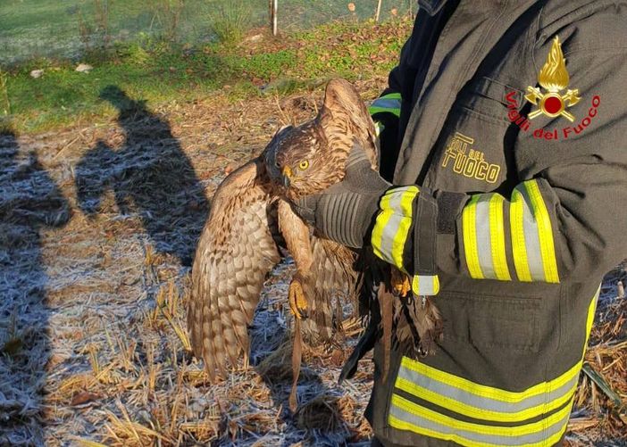 La poiana va a caccia ma resta incastrata nel pollaio: per liberarla servono i vigili del fuoco