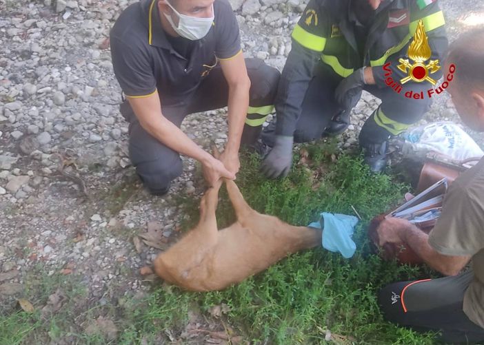 Cerbiatto rimane incastrato in una recinzione, liberato dai vigili del fuoco Cerbiatto rimane incastrato in una recinzione, liberato dai vigili del fuoco