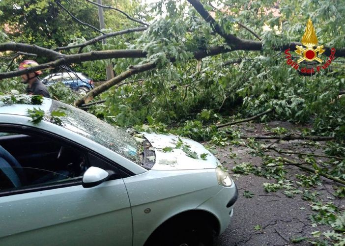 FOTO. Grosso albero cade in viale Europa colpendo un veicolo di passaggio: paura stamattina a Varese e traffico in tilt