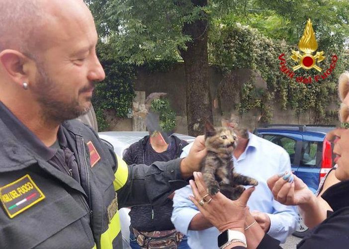 Gatto intrappolato nel vano motore di un'auto davanti a scuola: salvato dai vigili del fuoco