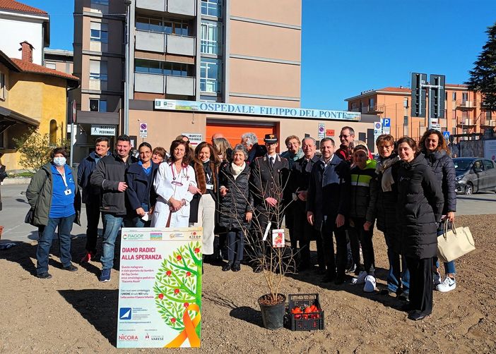 Il melograno simbolo della lotta contro il cancro infantile mette radici all’ospedale Del Ponte Il melograno simbolo della lotta contro il cancro infantile mette radici all’ospedale Del Ponte