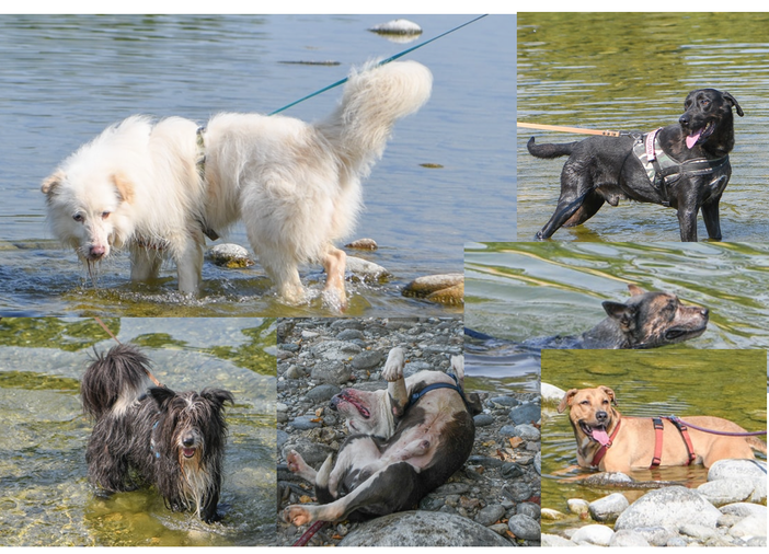 È Ferragosto anche per i cagnolini del canile. In gita al Ticino