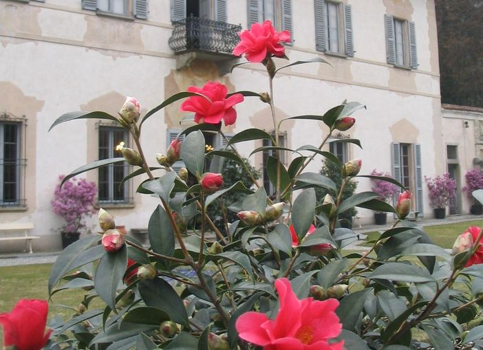CHE FARE NEL WEEKEND. Tre giorni nella natura con la Fiera delle Camelie e tante attività nel territorio