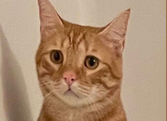 Il gatto Oreste è stato ritrovato