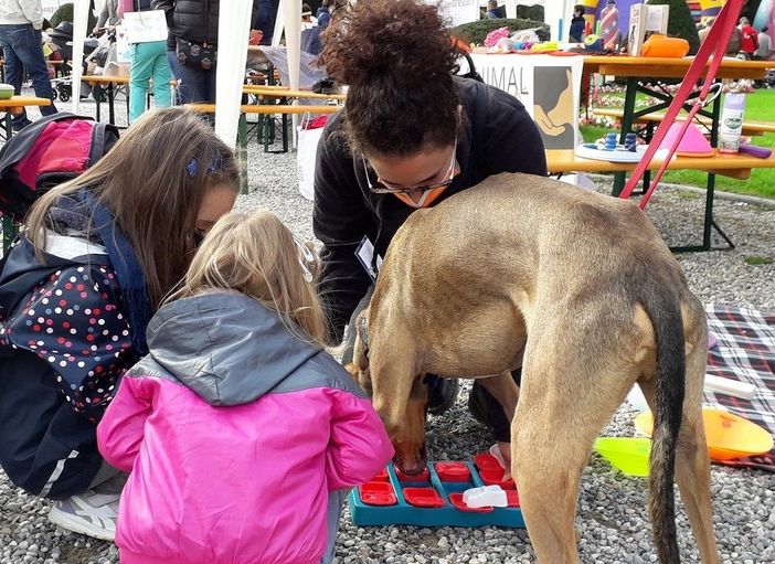 Pet therapy e benessere: il 18 maggio Olgiate Olona ospita “In Cammino con Noi 2025”, evento esperienziale con asini, conigli e cani