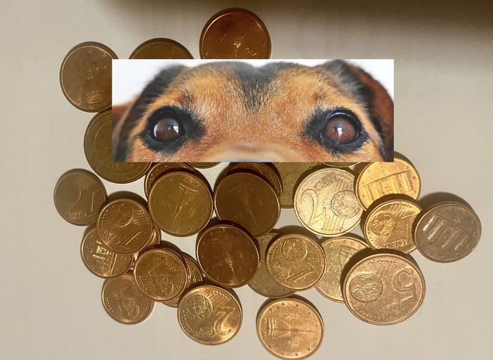 «Non buttate quei centesimi. Dateli a noi e aiuterete i nostri cagnolini» «Non buttate quei centesimi. Dateli a noi e aiuterete i nostri cagnolini»