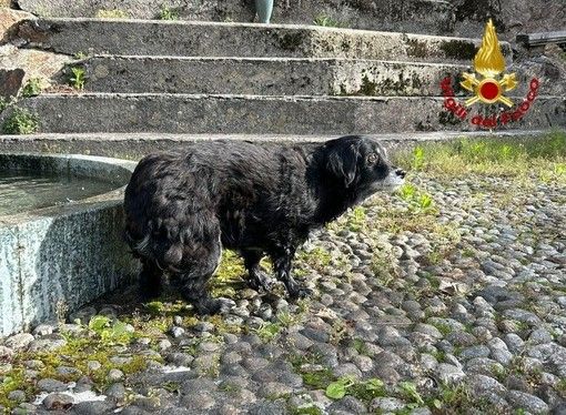 Il cane cieco salvato dai vigili del fuoco
