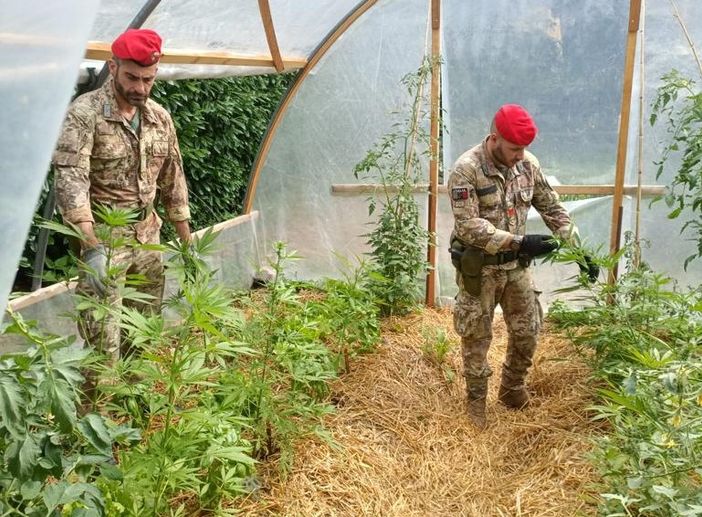 Coltivava in una serra 15 piantine di marijuana, denunciato un 44enne a Cocquio Trevisago Coltivava in una serra 15 piantine di marijuana, denunciato un 44enne a Cocquio Trevisago