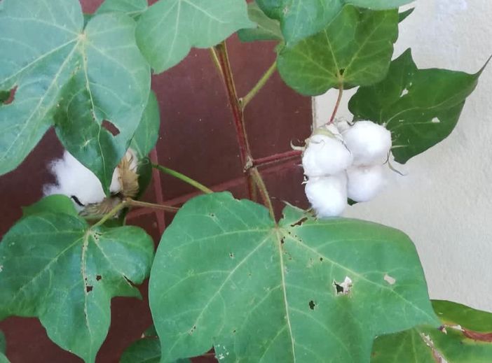 La pianta di Luca La pianta di Luca