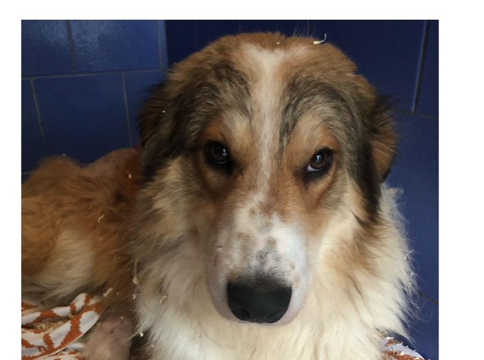 Buco, colpito e lasciato a morire: «Salvato grazie ai passanti, aiutateci a trovare chi l'ha ridotto così»