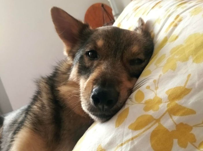 I cani più spaventati e diffidenti I cani più spaventati e diffidenti