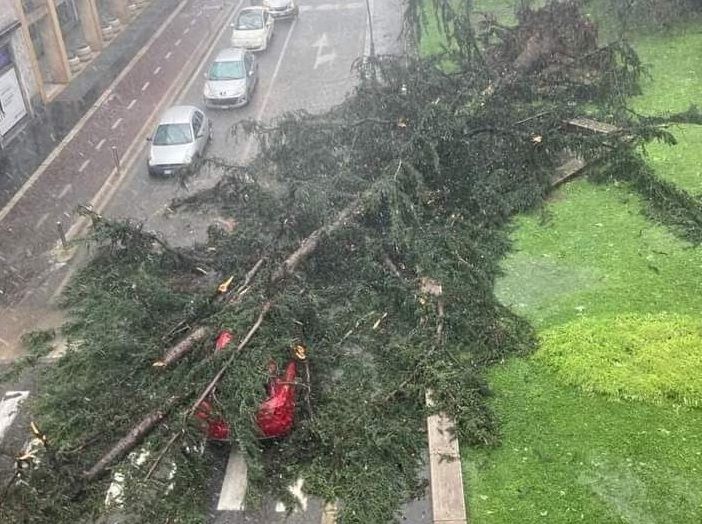 L'albero caduto su un'auto in Corso Italia a Legnano L'albero caduto su un'auto in Corso Italia a Legnano