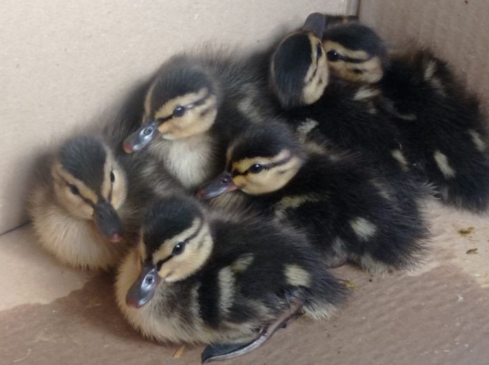 VIDEO. Olgiate, la Polizia locale salva sette piccoli germani reali
