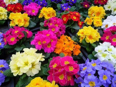 Primula day questo weekend e il prossimo per la 47esima “Giornata per la vita” Primula day questo weekend e il prossimo per la 47esima “Giornata per la vita”