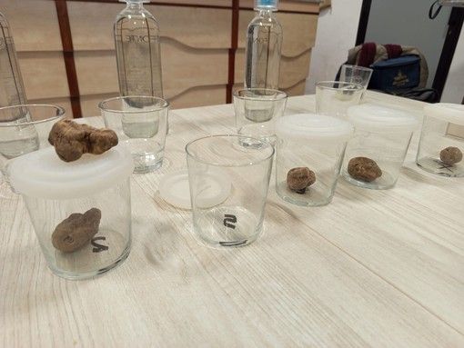 Dronero: all'Istituto Alberghiero Donadio una Masterclass sul Tartufo Bianco d’Alba (Foto e Video) Dronero: all'Istituto Alberghiero Donadio una Masterclass sul Tartufo Bianco d’Alba (Foto e Video)