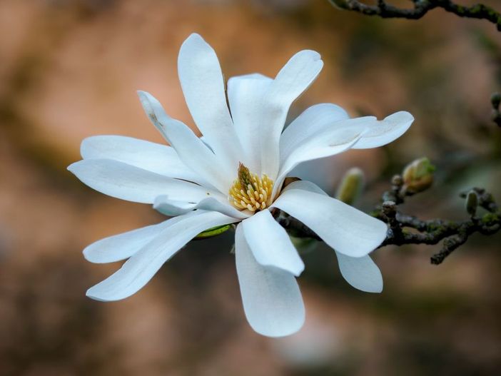 Avanza la primavera (Foto Gianluca Bertoni)