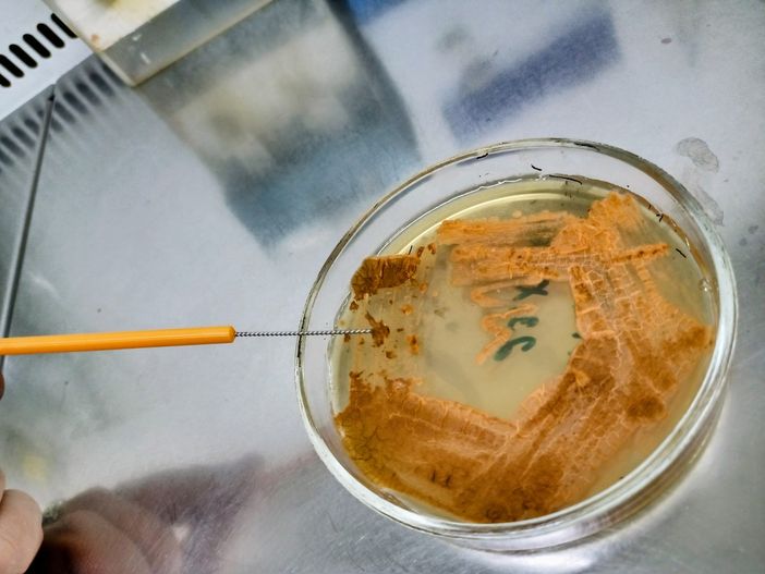 Crescita in solido del microrganismo produttore della kineomicina