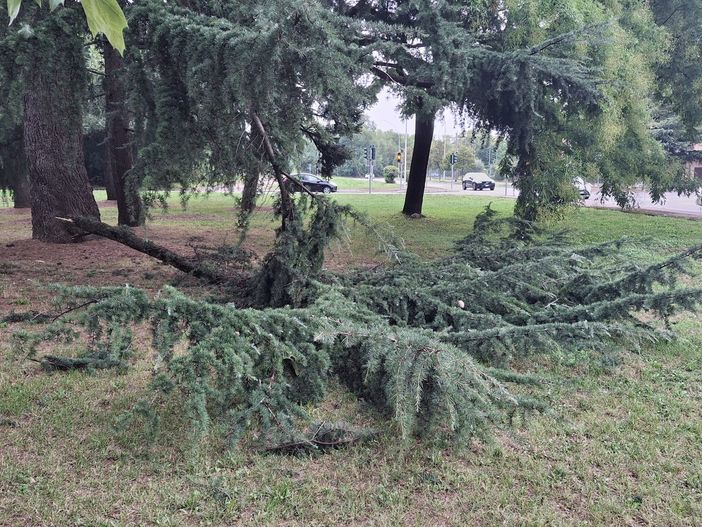 Ramo precipitato al parco Rimembranze