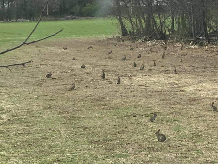 Colonia di conigli al Pam, proliferazione e danni all'agricoltura Colonia di conigli al Pam, proliferazione e danni all'agricoltura