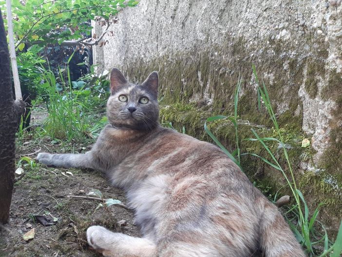 Nella foto, la gatta scomparsa