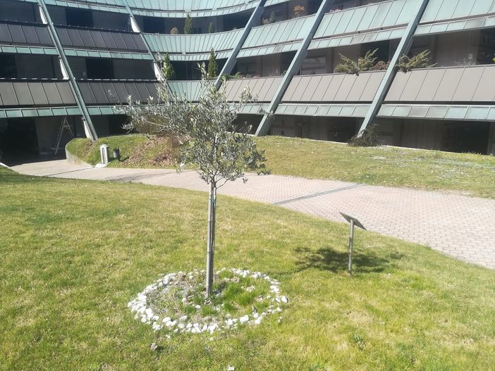 Un ulivo per le vittime del Covid: Castellanza tiene viva la memoria