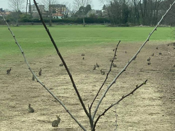 Conigli e minilepri al Pam, l'allarme della Lav: «Inizieranno le deportazioni, ci sentiamo inascoltati» Conigli e minilepri al Pam, l'allarme della Lav: «Inizieranno le deportazioni, ci sentiamo inascoltati»