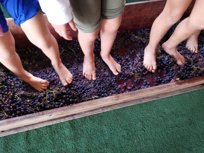 A piedi nudi tra i grappoli d'uva. Sotto, alcuni momenti alla fattoria didattica per i bambini di Paffulandia Kids