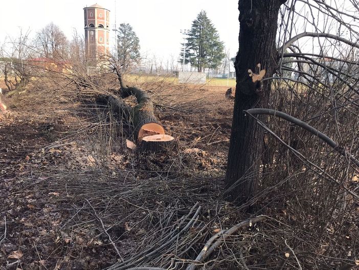 Fagnano, alberi abbattuti al campo sportivo. «Dialogo solo di facciata»