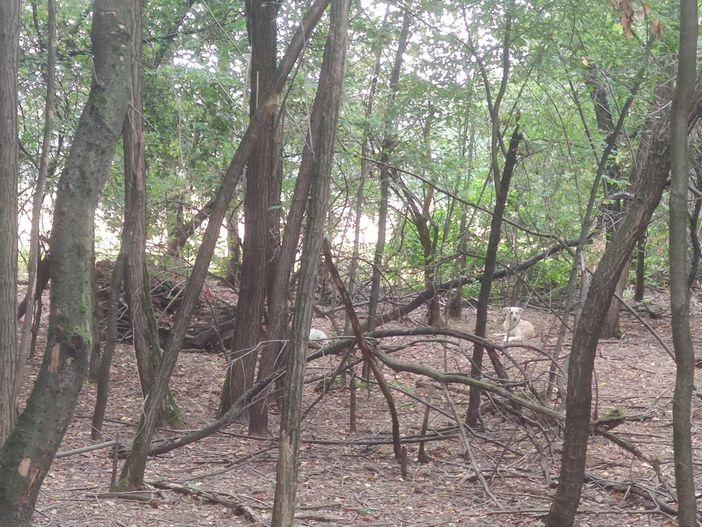 Cani liberi al Parco Alto Milanese: «Si intervenga» Cani liberi al Parco Alto Milanese: «Si intervenga»