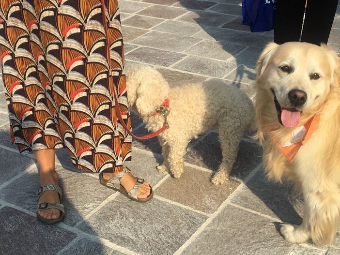 Torna la Camminata a sei zampe a sostegno del canile di Busto