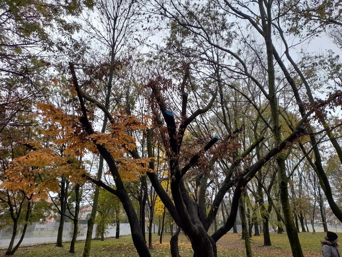 A sinistra la parte ancora sana dell'albero, a destra quella compromessa