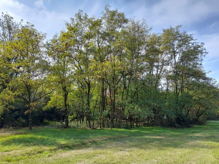 Nelle aree di Beata Giuliana in cui è previsto il nuovo ospedale non ci sono alberi di pregio, ma le associazioni nutrono preoccupazione sulle ricadute della loro perdita Nelle aree di Beata Giuliana in cui è previsto il nuovo ospedale non ci sono alberi di pregio, ma le associazioni nutrono preoccupazione sulle ricadute della loro perdita