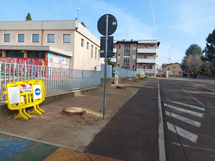 Marnate, Legambiente al sindaco: «Avete distrutto esemplari arborei sani»