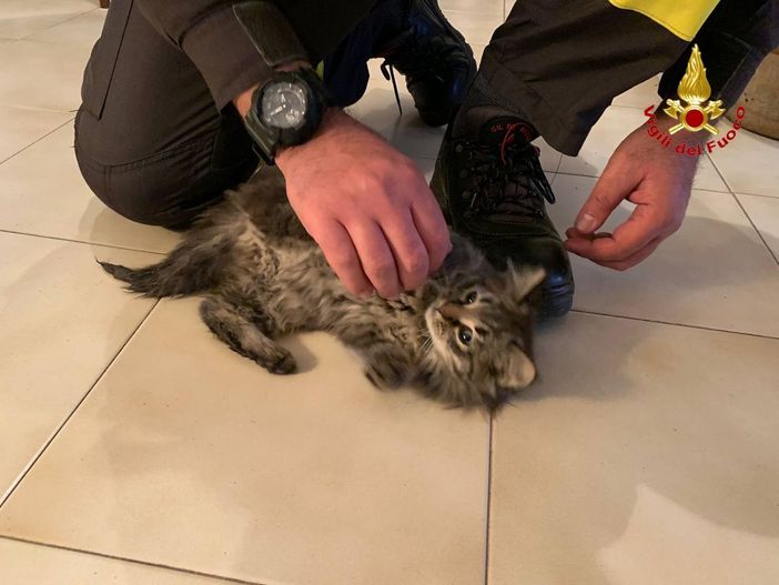 Cittiglio, gatto resta intrappolato in un condotto fognario. Per salvarlo i vigili del fuoco devono scavare per un metro e mezzo