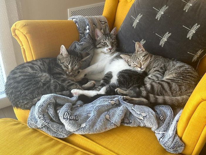 FESTA DEL GATTO/FOTO. «Noi che abbiamo portato a casa tre mici dal gattile: li trasformiamo in influencer per spronarvi ad adottare»