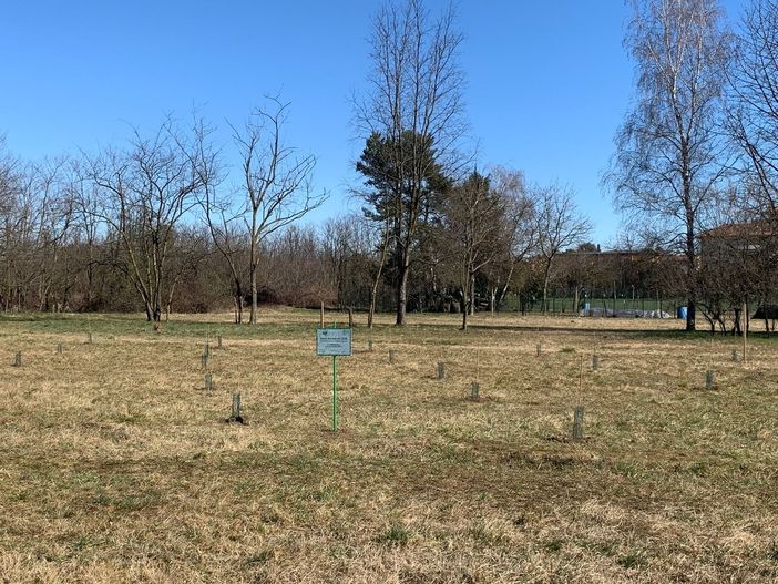 Busto, nuovi alberi per i nuovi nati: confermata la piantumazione in programma domenica Busto, nuovi alberi per i nuovi nati: confermata la piantumazione in programma domenica