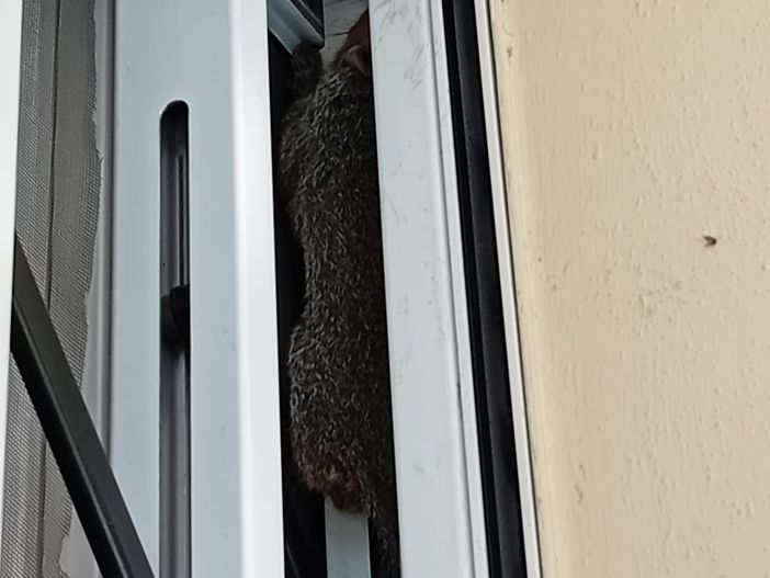 La Protezione Civile di Olgiate salva uno scoiattolo al Buon Gesù La Protezione Civile di Olgiate salva uno scoiattolo al Buon Gesù